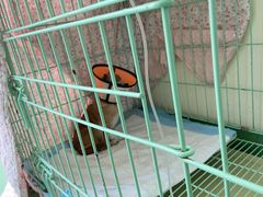 -爱贝特动物医院·猫口炎专科