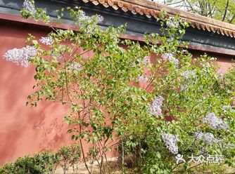 你看啊漫山遍野 你还觉得孤单吗 院子里栽满丁香花