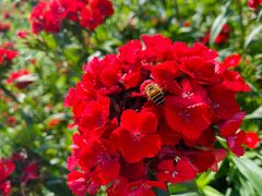 -松山湖梦幻百花洲