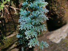 -深圳仙湖植物园