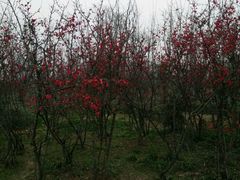 -白鹭湾湿地公园