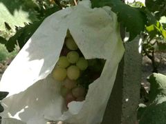 -马陆小张葡萄园农家乐