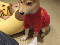 -逗柴咖啡屋·狗咖猫咖宠物桌游