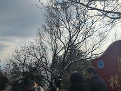 -紫金山山顶公园