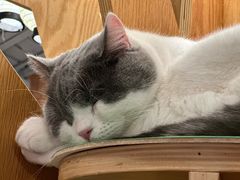 -MOCHA明星猫咖(田子坊店)