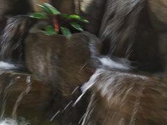 -东莞植物园