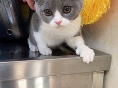 -A猫a狗全科·犬猫异宠·芥西宠物医院(南开总院)