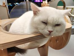 -飞行喵MR PILOT|猫舍·猫咖(静安大融城店)
