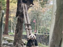 -都江堰中华大熊猫苑