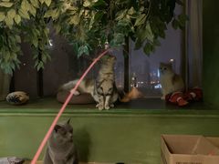 -猫猫幼稚园·撸猫·桌游·电玩