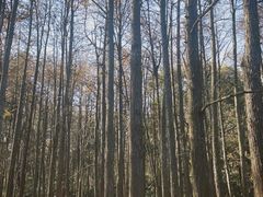 -杭州植物园