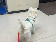 -爱妮康宠物医院·干细胞免疫细胞·肿瘤·心脏(张江店)