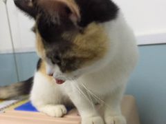 -中农大我爱我爱24h动物医院·中医针灸·猫专科·骨科医疗中心(双井店)