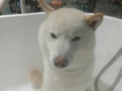 -宠物世家(仲盛世界商城店)