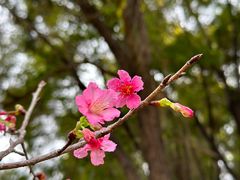 -莲花山公园