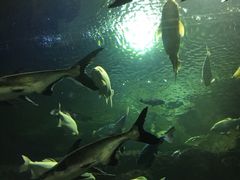 -成都浩海立方海洋公园