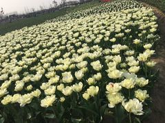 -荷兰花海