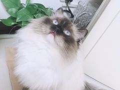 -伟伟宠物医院·CT影像中心·瑞派犬猫综合性门诊(汉口总院)