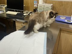-瑞派名望24h动物医院异宠专科·猫专科·骨科·重症监护分院