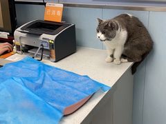 -纳吉亚猫专科动物诊疗中心(蒋宅口分院)