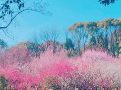 -无锡梅园公园