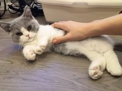 -momokira米努特·德文卷毛猫·棉花面纱犬