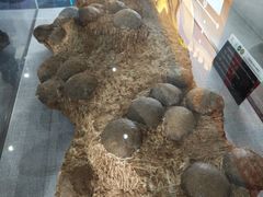 -中国西峡恐龙遗迹园