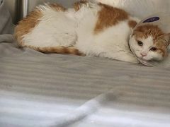 -萌兽医馆·犬猫专科·眼科中心·宠物医院(朝阳门分院)