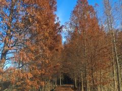 -溱湖国家湿地公园