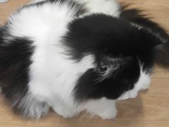 -MOYOYO猫咪咖啡店