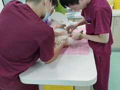 -北京观赏动物医院·24小时大型综合·猫专科·异宠专科