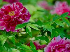 -莲花池公园