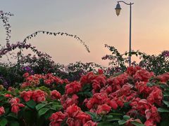 -深圳湾公园(南山区)
