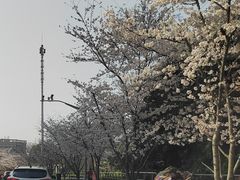 -高东镇樱花园