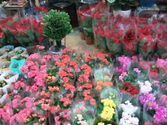 -双季花艺园艺市场(浦东店)