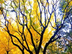 -山东农业大学(岱宗校区)