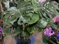 -金陵花卉交易市场