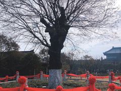-东台西溪天仙缘景区