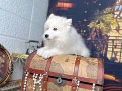 -翊宠yipet猫狗购宠庄园犬舍•猫舍