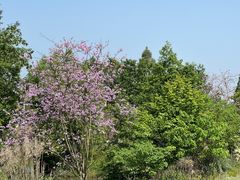 -桤木河湿地公园