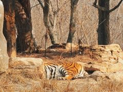 -北京野生动物园