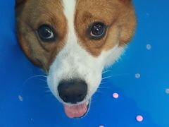 -伟伟宠物医院·CT影像中心·瑞派犬猫综合性门诊(汉口总院)