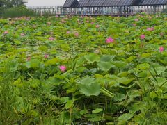 -滆湖低碳生态公园