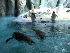 -帝企鹅自助餐厅•儿童岛•真企鹅(长隆企鹅酒店)