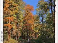 -上海共青森林公园