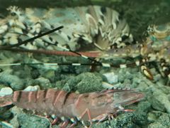 -顺德了能馆(虎门店)