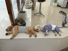 -共舞时光猫咖·狗咖(新街口店)
