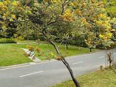 -深圳国际园林花卉博览园