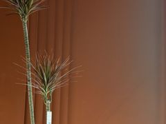 -树咖啡tree coffee