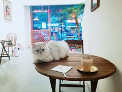 -猫友咖啡店(玉林西路店)